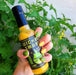 Wicked Smart Wicked Smart Hot Sauce - Kaiso (148 mL) - WS-KA-001 WS-KA-001 Barbecue Accessories